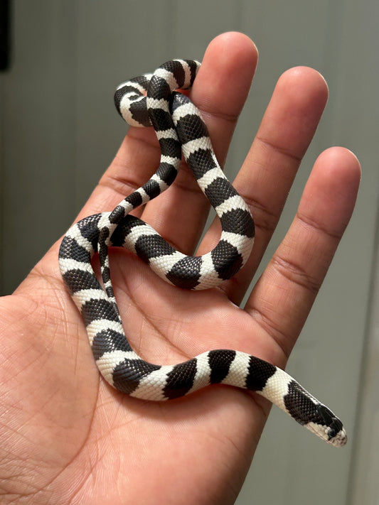 Serpiente Rey de California hembra