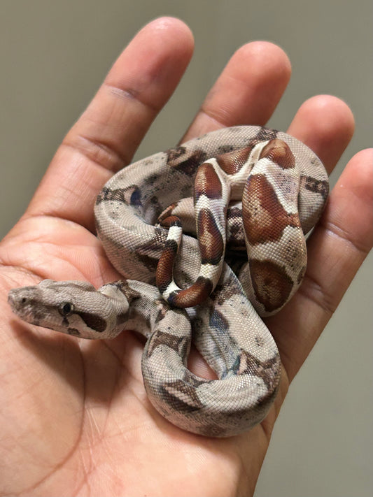 Boa colombiana Hypo hembra