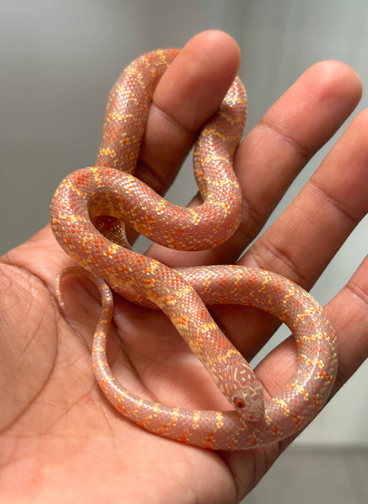 Serpiente Rey de brooks lavender macho