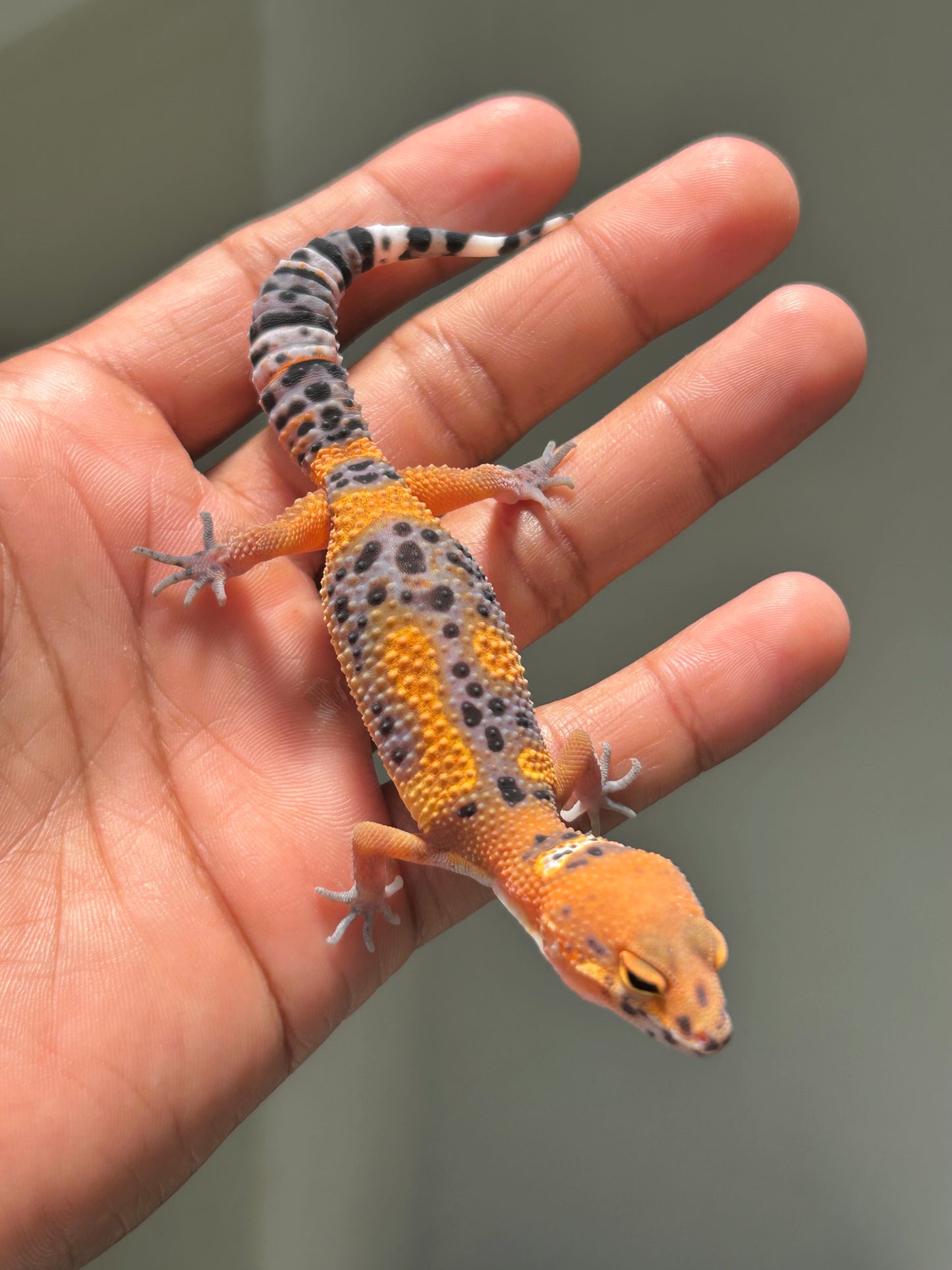 Gecko leopardo Noir dèsir hembra