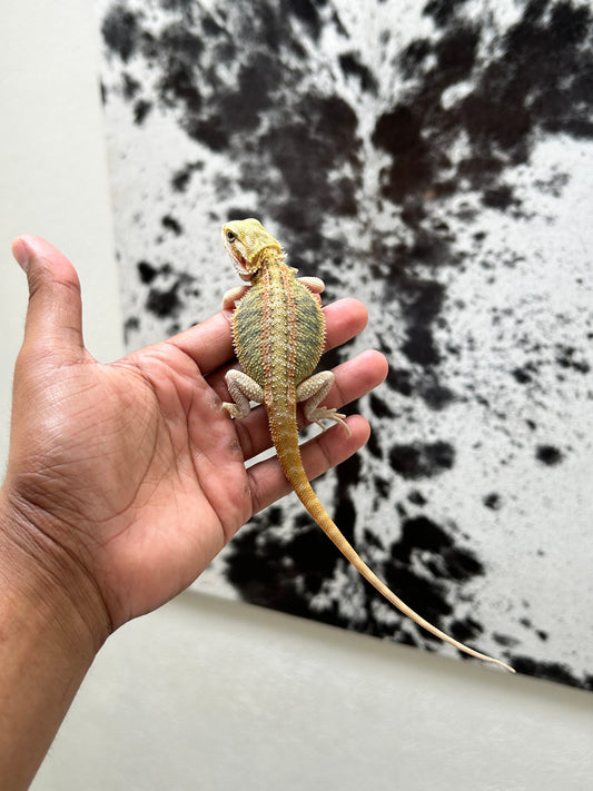 Pogona Orange hypo trans macho (Detalle en pata)