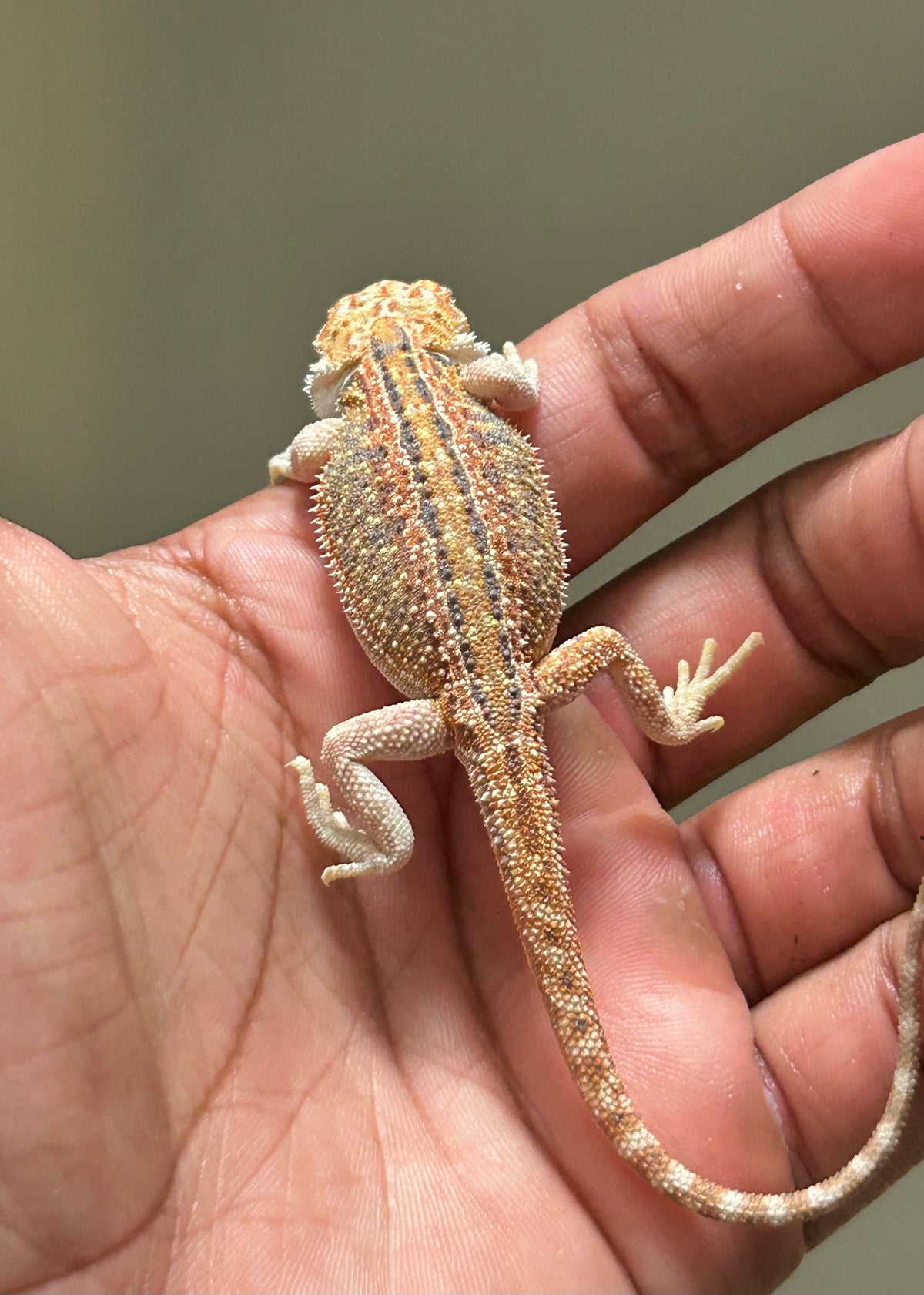 Pogona Orange dunner macho