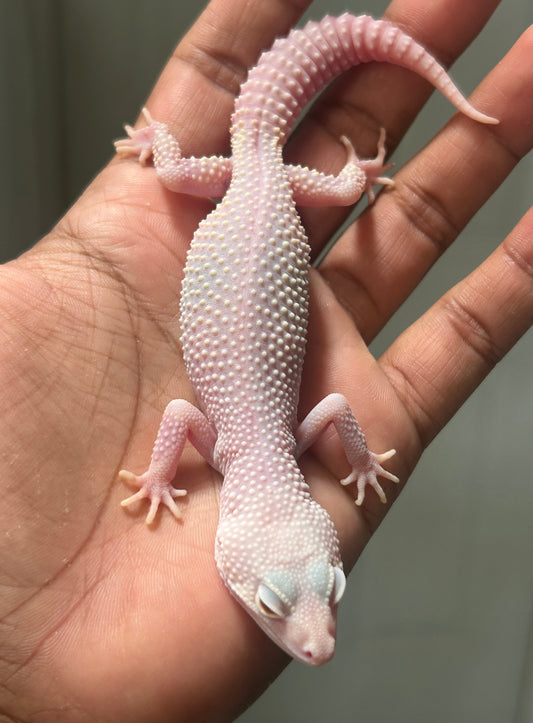 Gecko leopardo Snow Diablo blanco macho