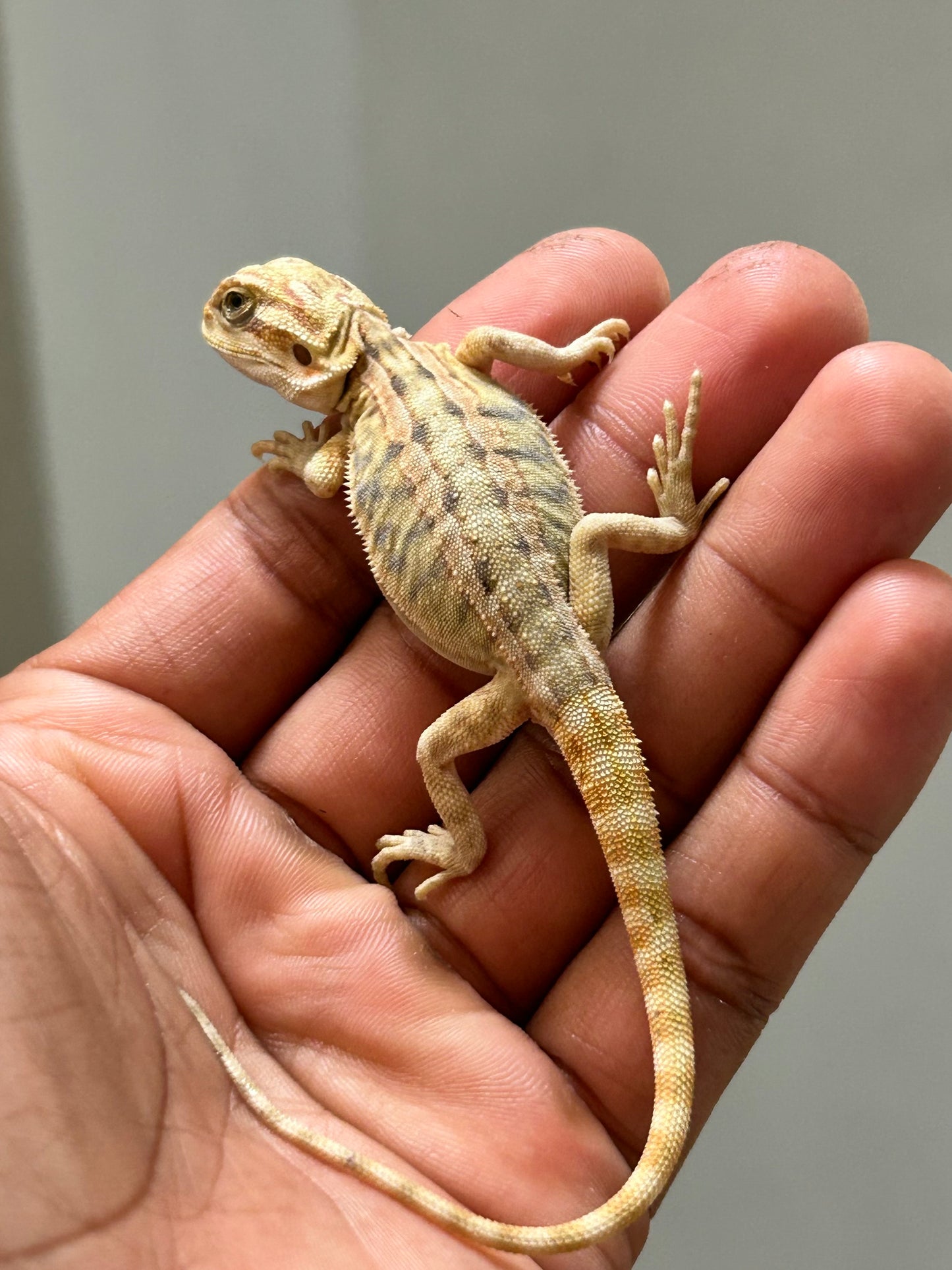 Pogona Citrus hypo leatherback het trans hembra