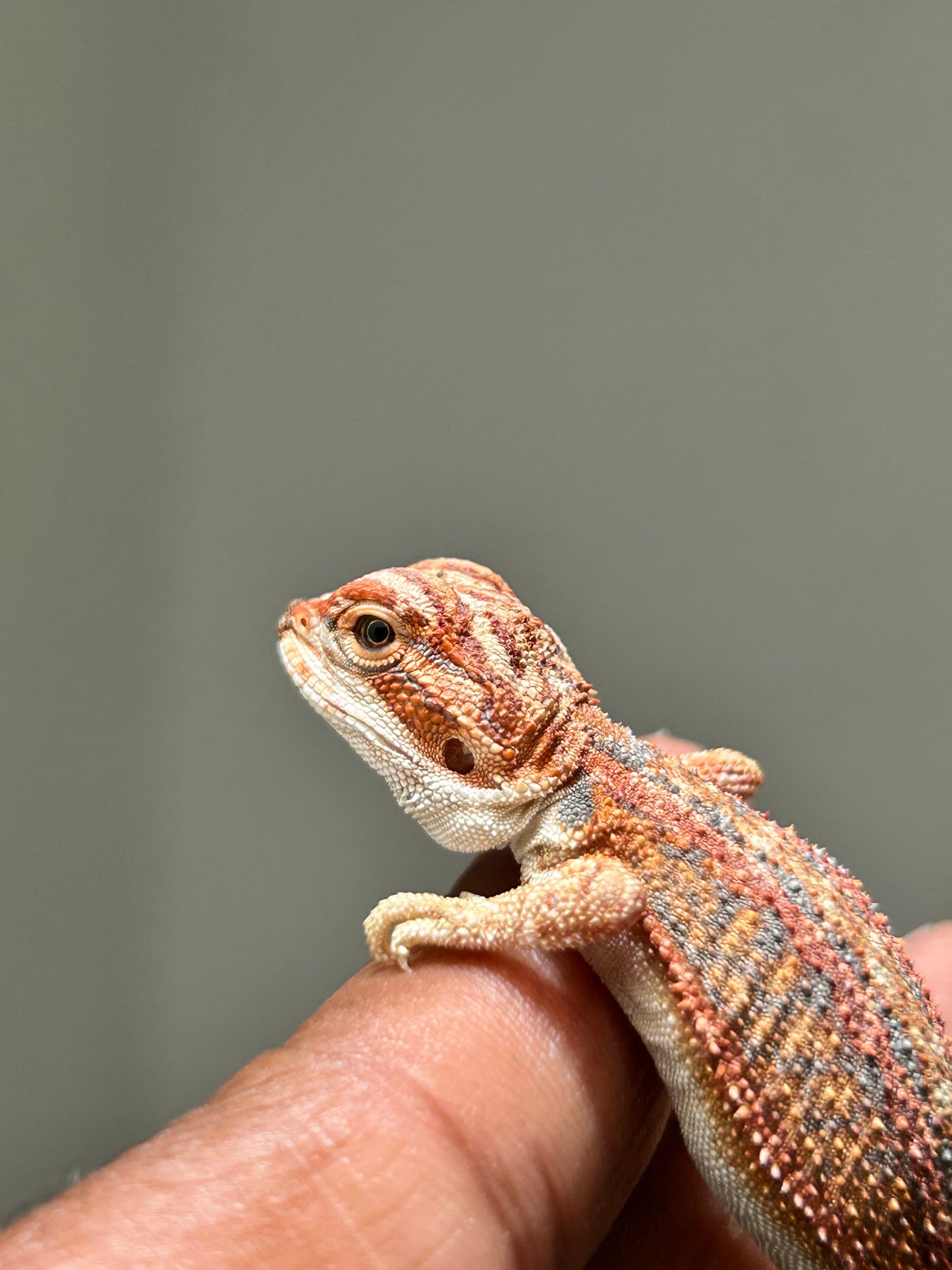 Pogona Red hypo leatherback hembra