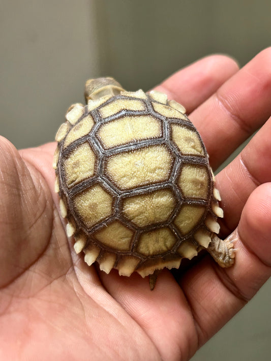 Tortuga sulcata cría
