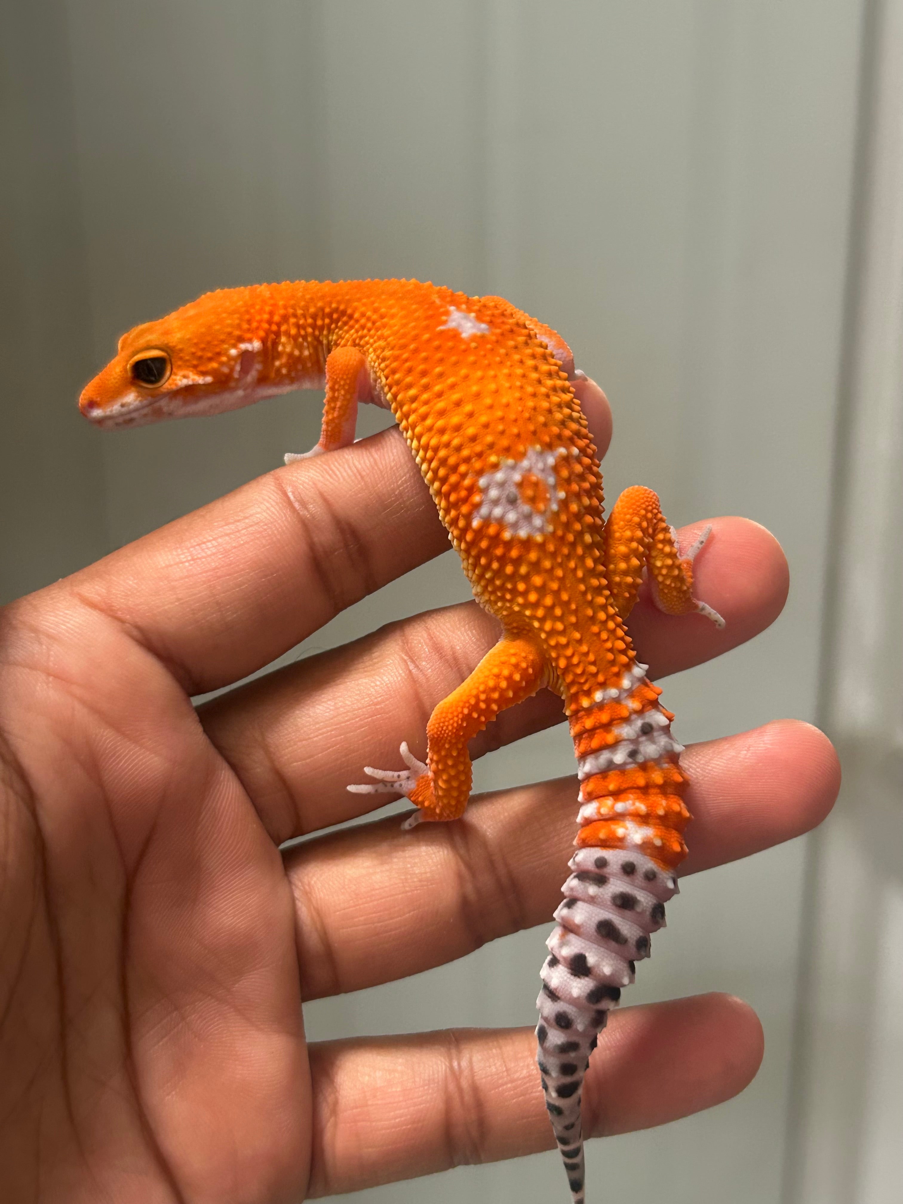 Gecko leopardo Blood Inferno macho – alfareptiles