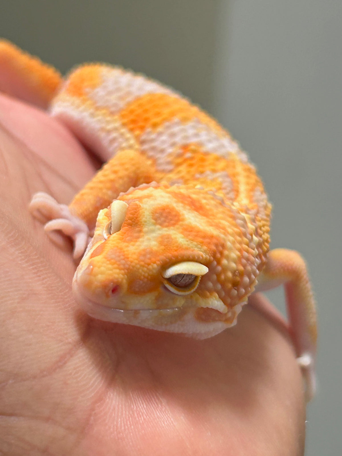 Gecko leopardo Red Diamond macho