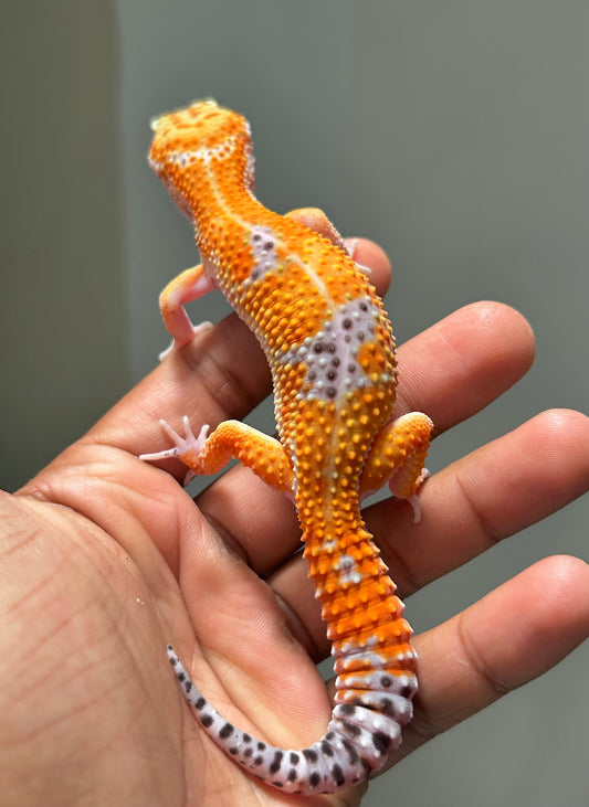 Gecko leopardo Blood macho