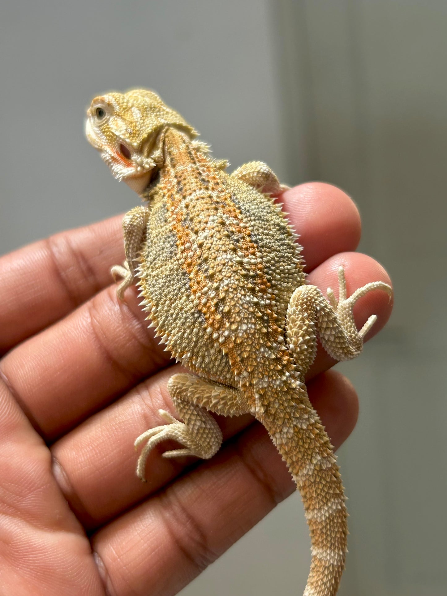 Pogona Hypo hembra
