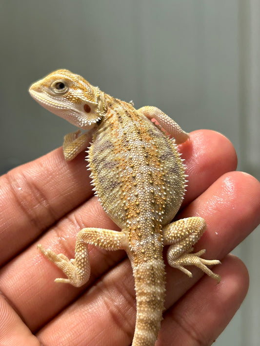 Pogona Nominal het hypo/witblits macho