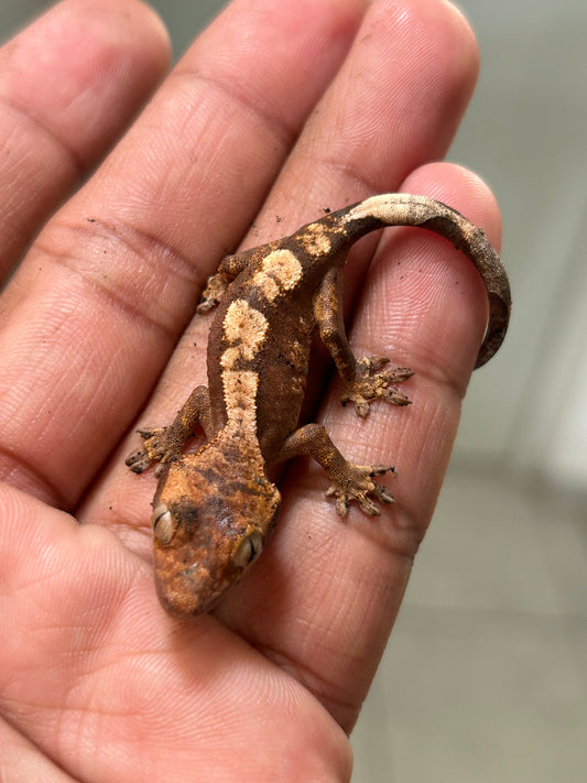 Gecko crestado harlequin