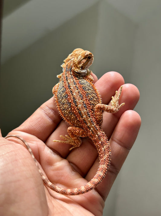 Pogona Orange hypo dunner hembra