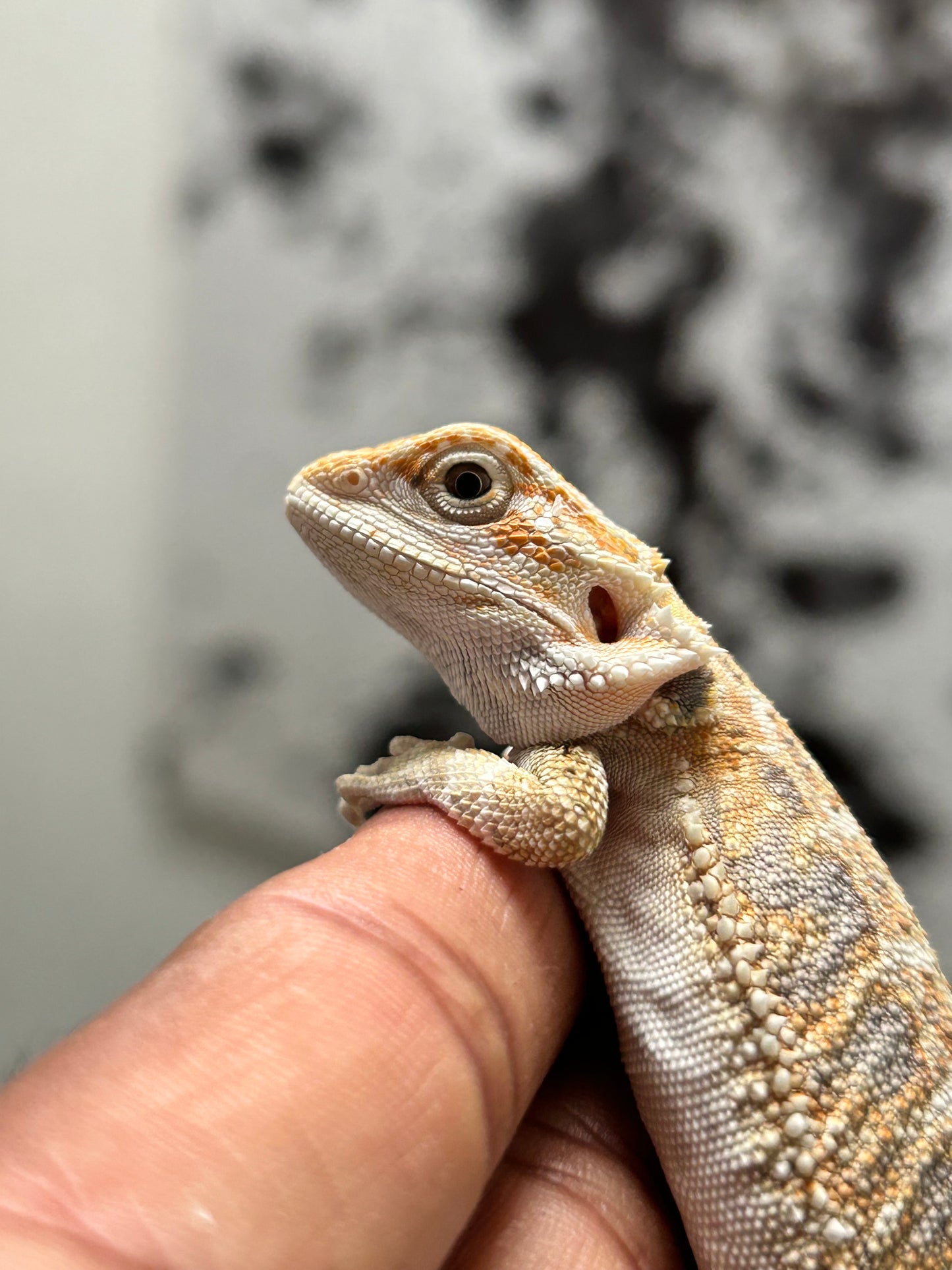 Pogona Hypo het zero hembra (Nip Tail)