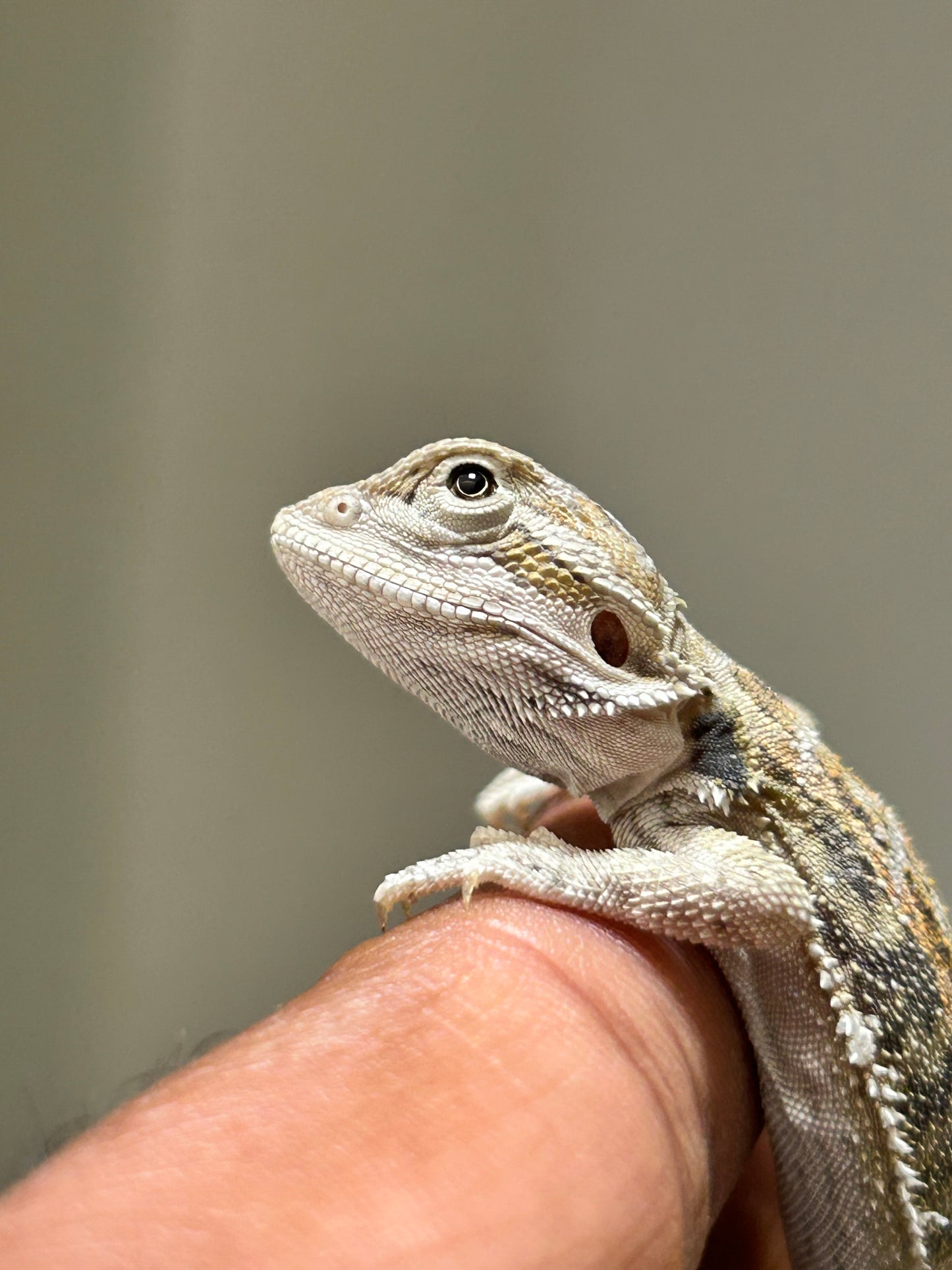 Pogona Hypo het zero macho (Nip Tail)