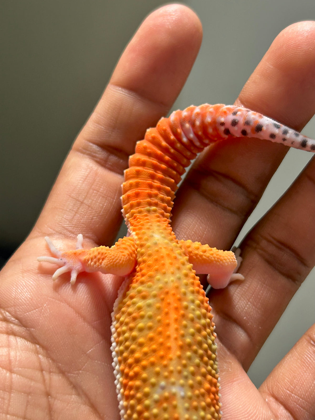 Gecko leopardo Blood emerine macho