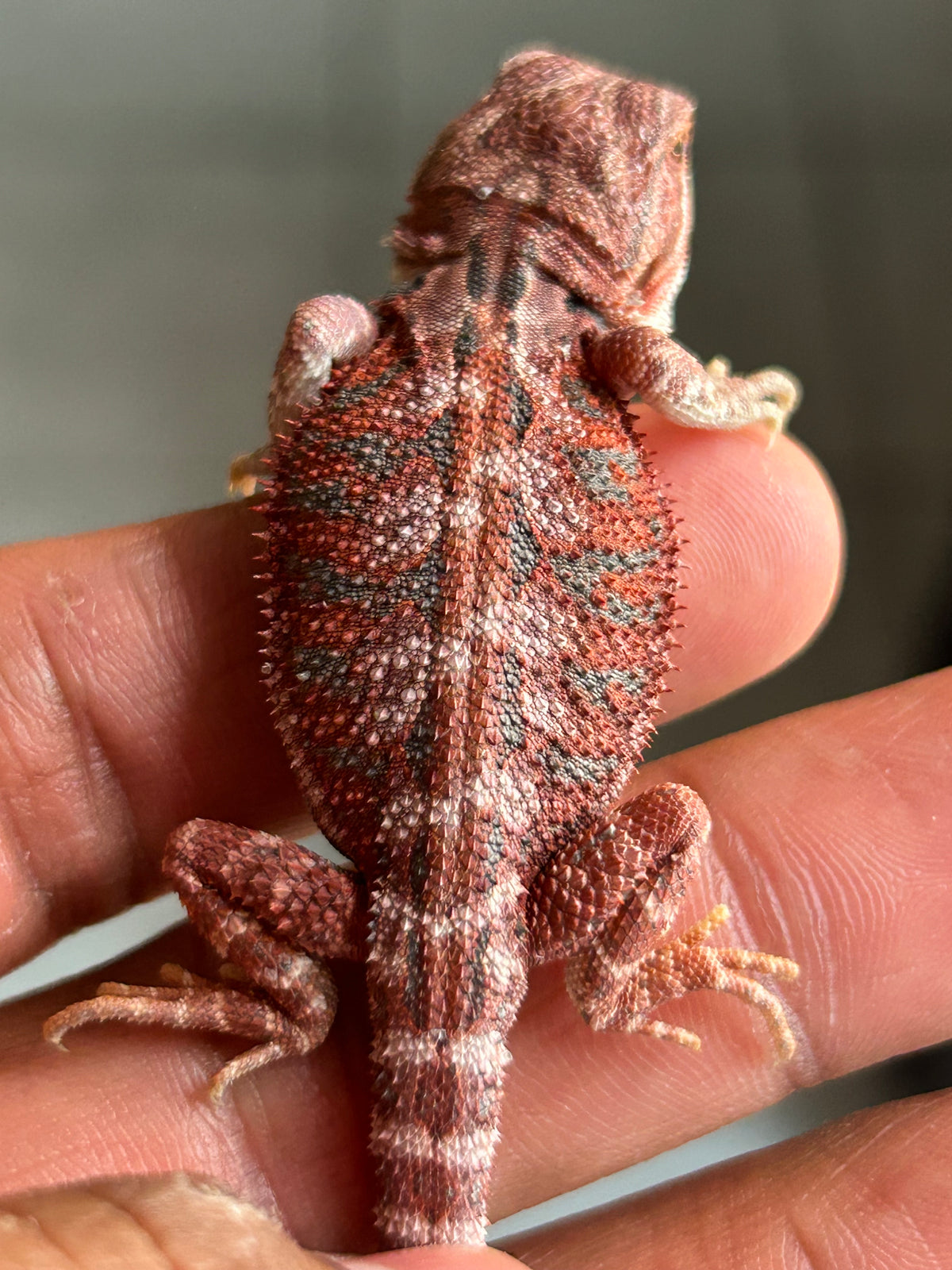 Reserva de Pogona Red Blue Tiger