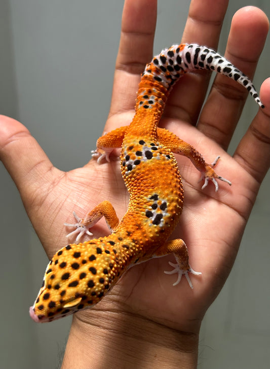 Gecko leopardo Noir dèsir macho