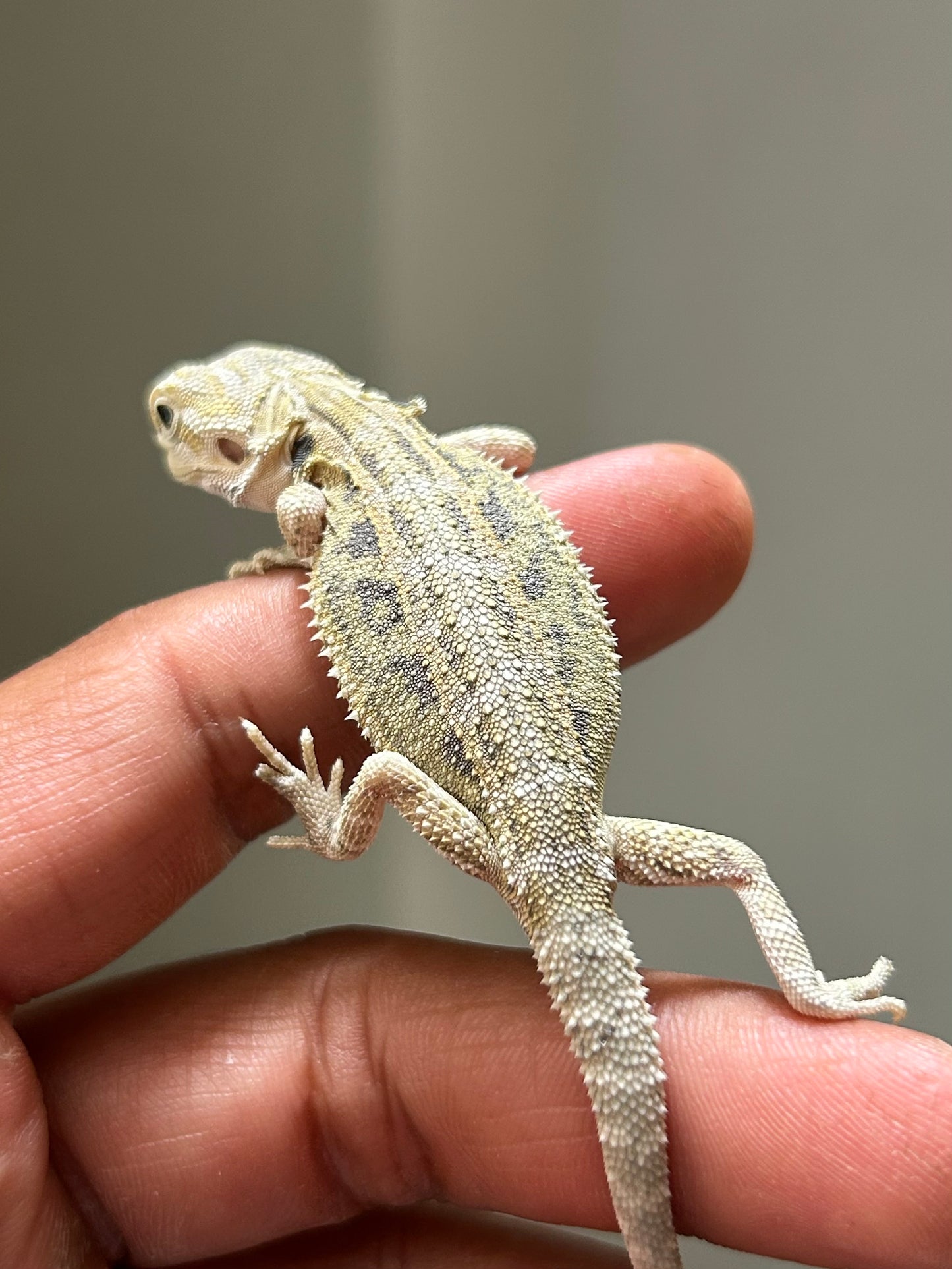 Pogona Hypo het zero macho