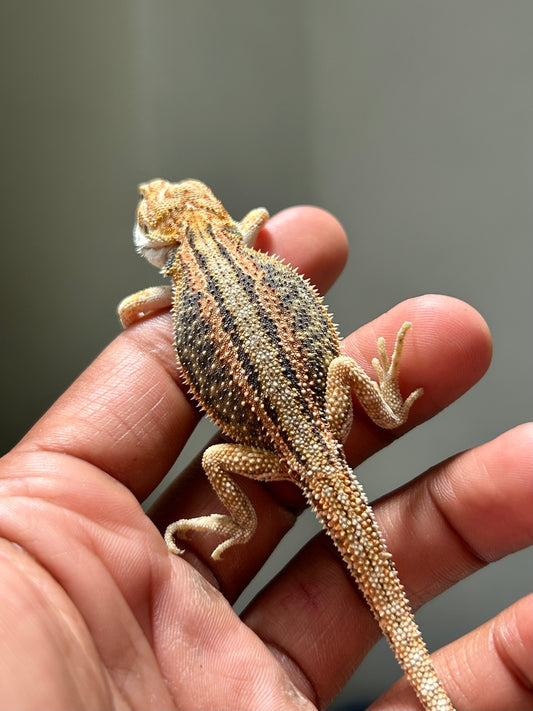 Pogona Orange hypo dunner macho