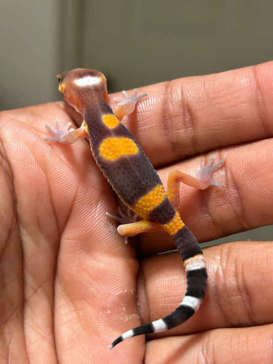 Apartado de Gecko Leopardo blood