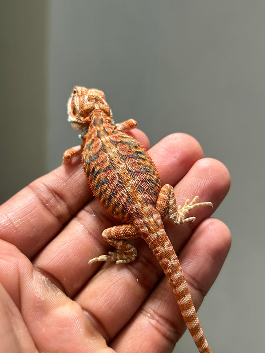 Pogona Chamuco hypo leatherback hembra