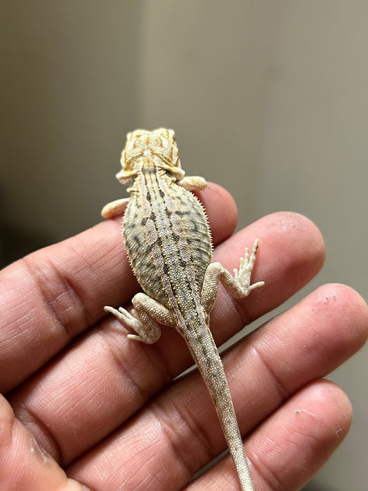 Pogona Citrus Hypo leatherback macho