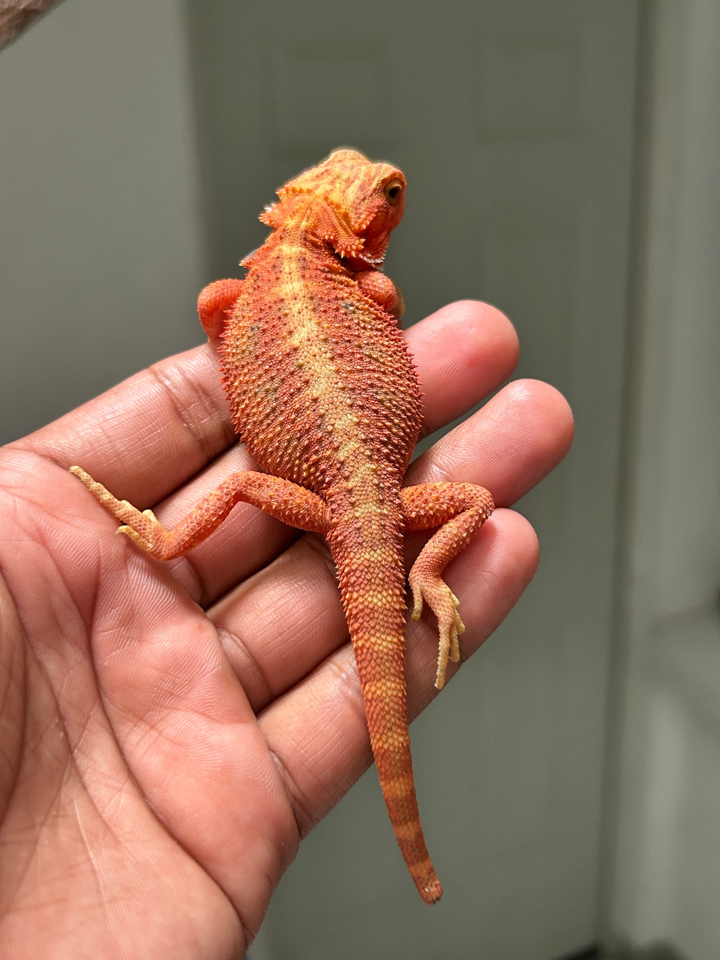 Pogona Red Monster x Chamuco hypo trans macho (Detalle en cola)