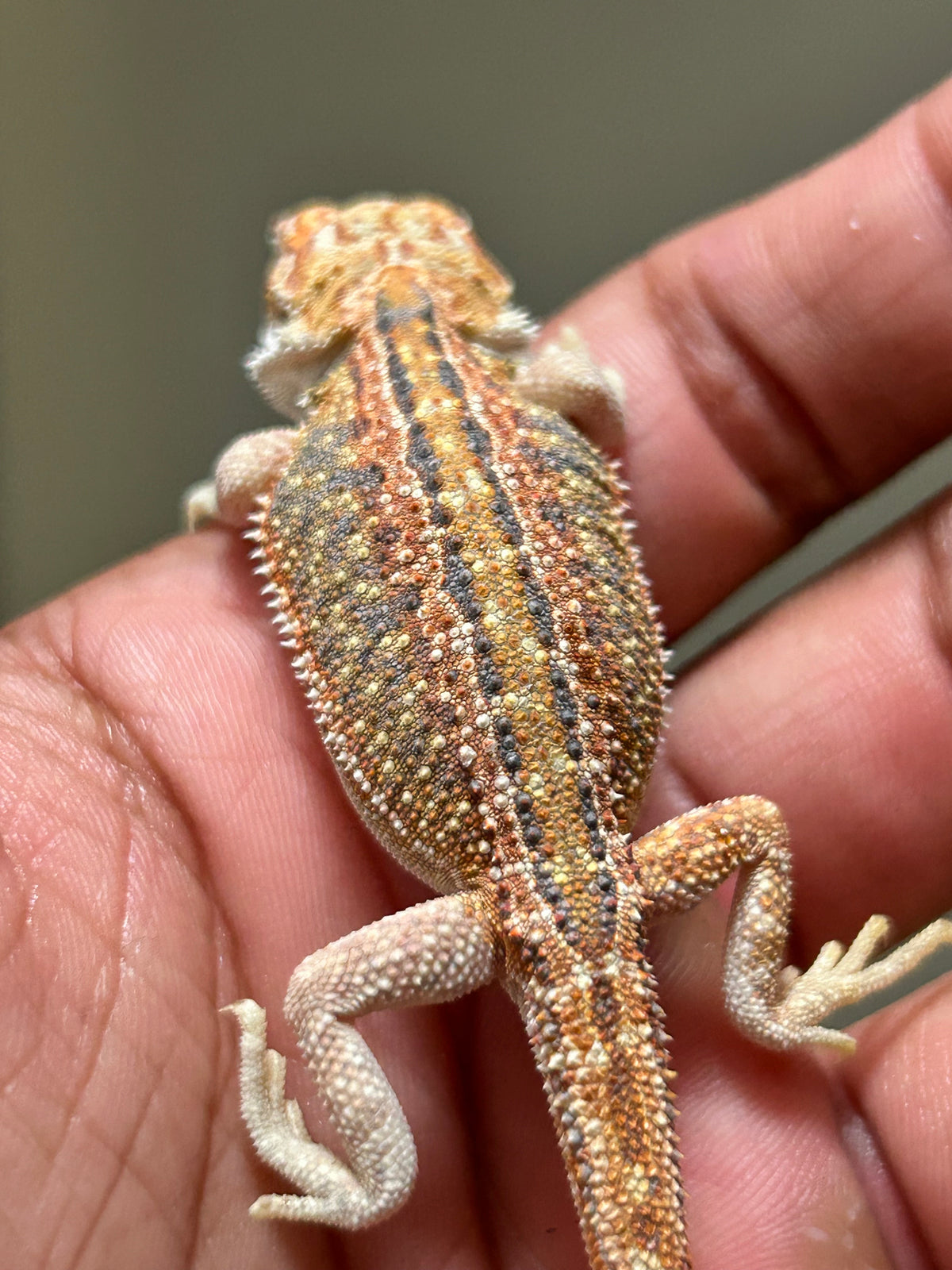 Pogona Orange dunner macho