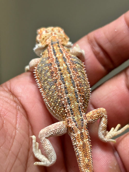 Pogona Orange dunner macho