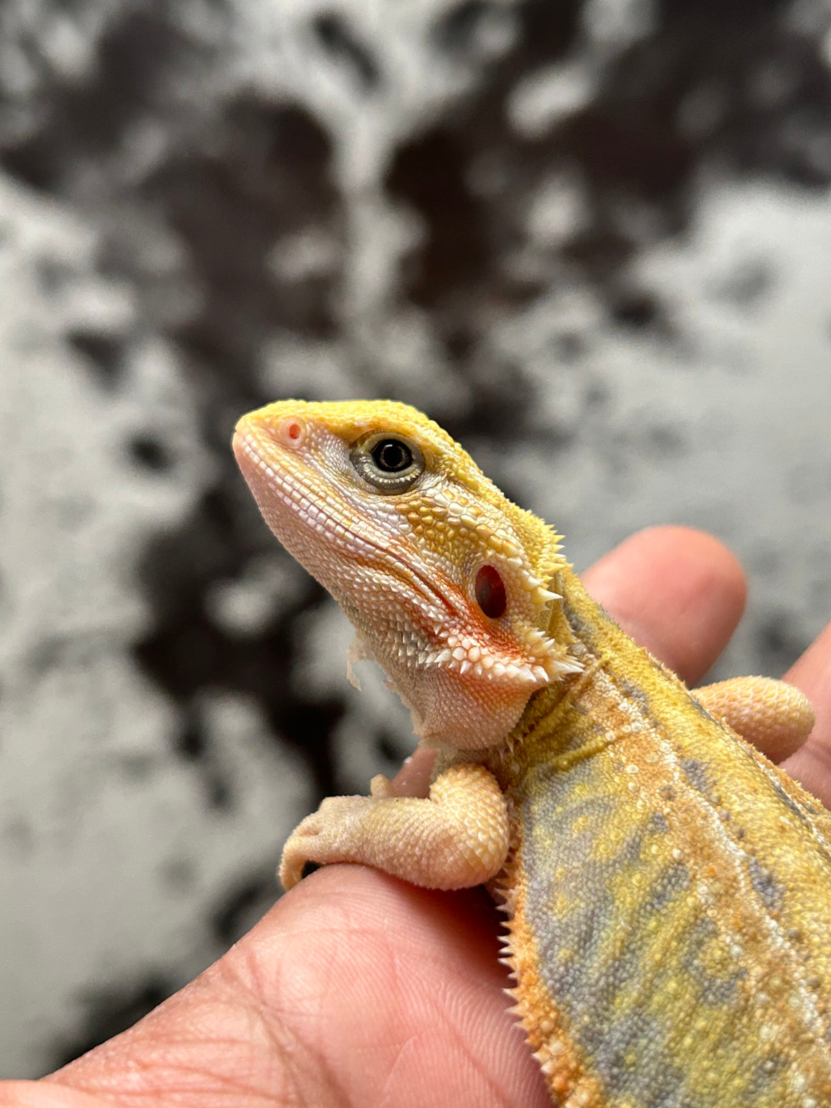 Pogona Citrus hypo trans leatherback dunner hembra