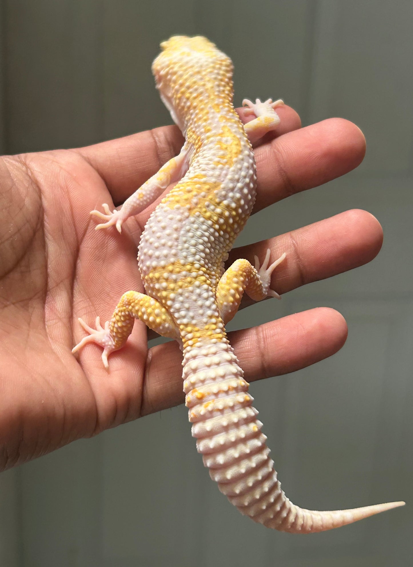 Gecko leopardo Sunglow het eclipse macho