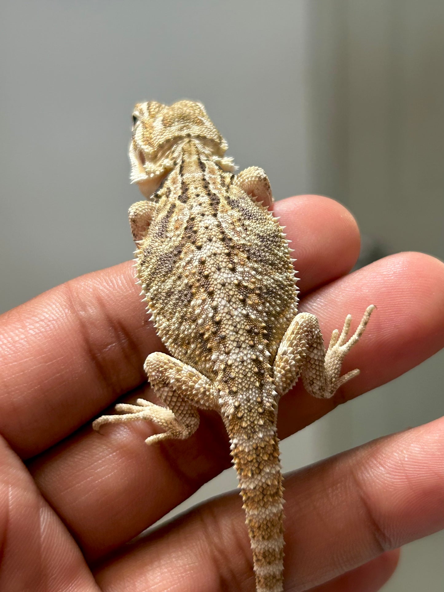 Pogona Nominal het hypo macho