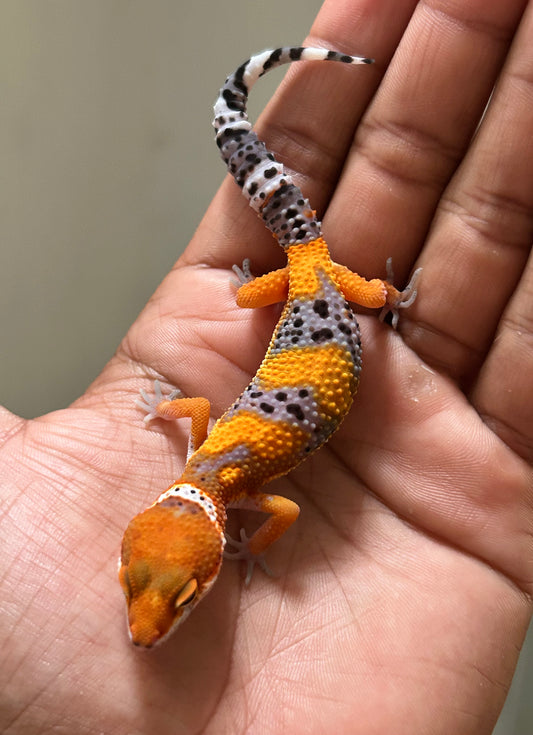 Gecko leopardo blood inferno macho