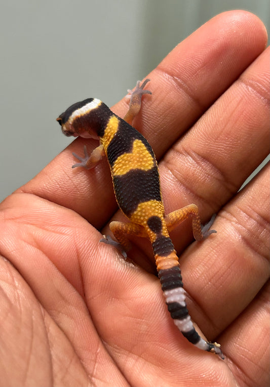Gecko leopardo Blood inferno