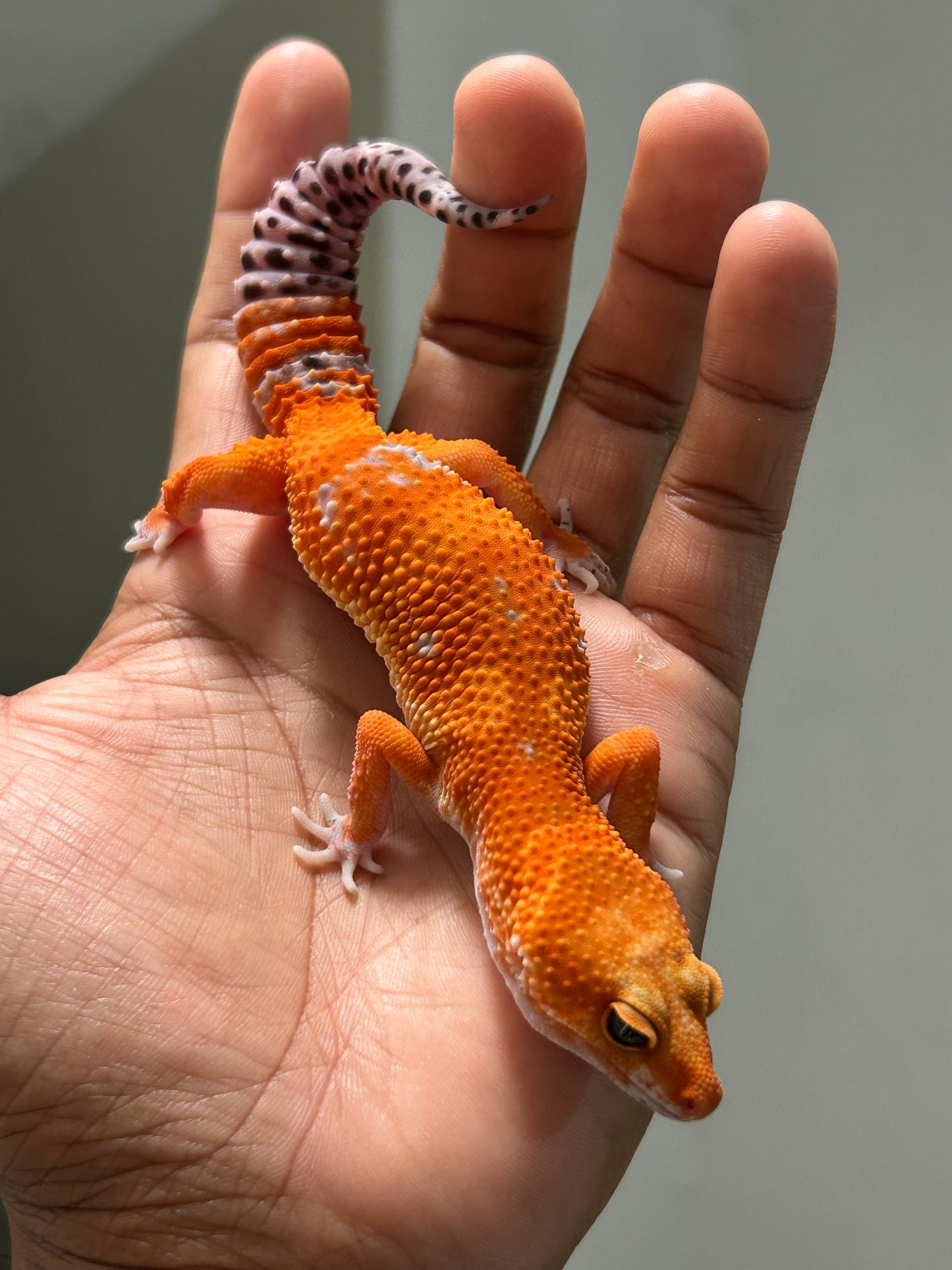 Gecko leopardo Blood inferno macho