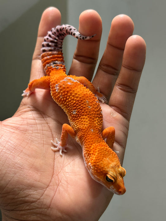 Gecko leopardo Blood inferno macho