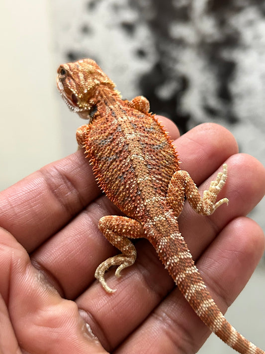 Pogona Chamuco hypo macho