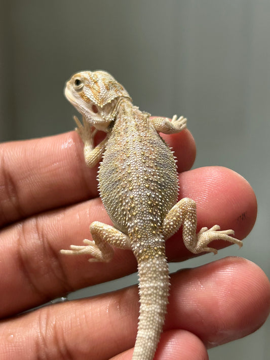 Pogona Hypo het witblits macho