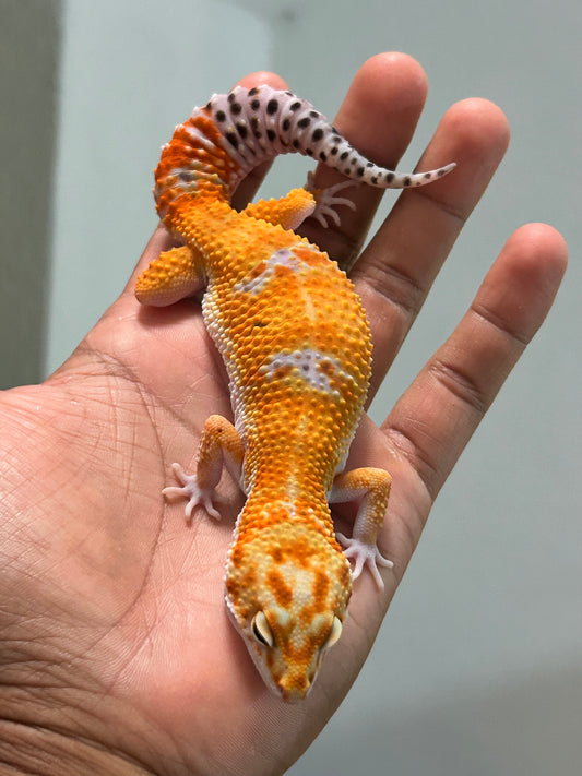 Gecko Leopardo Blood hembra