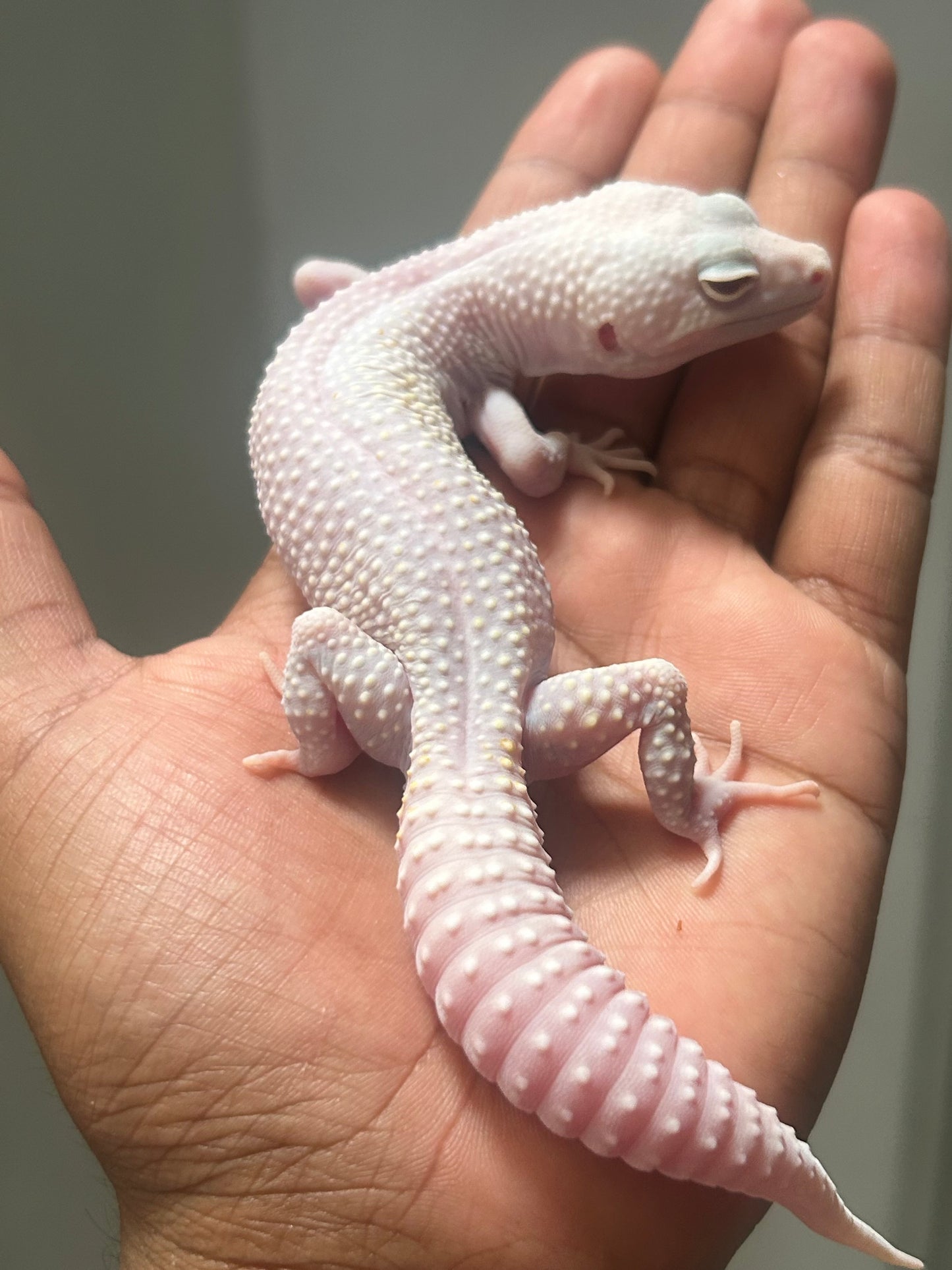 Gecko leopardo snow diablo blanco macho