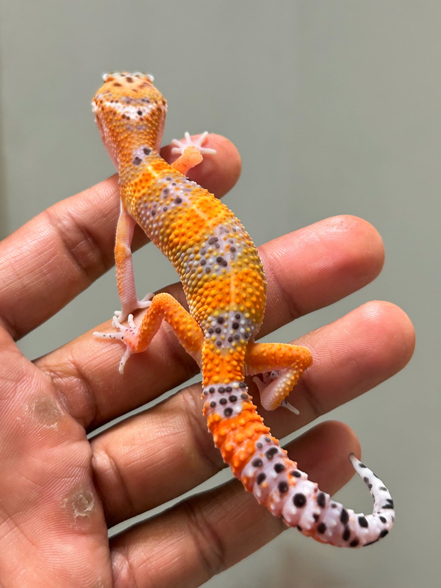 Gecko leopardo Blood inferno x Electric tangerine macho
