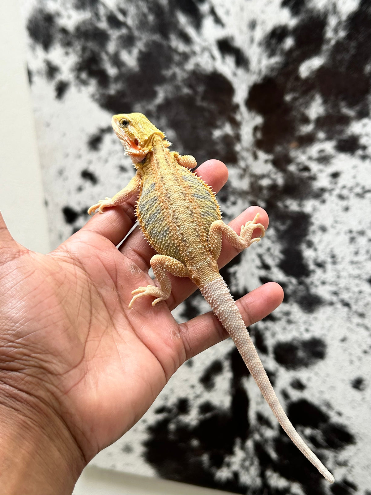 Pogona Orange Hypo trans hembra (Nip Tail)
