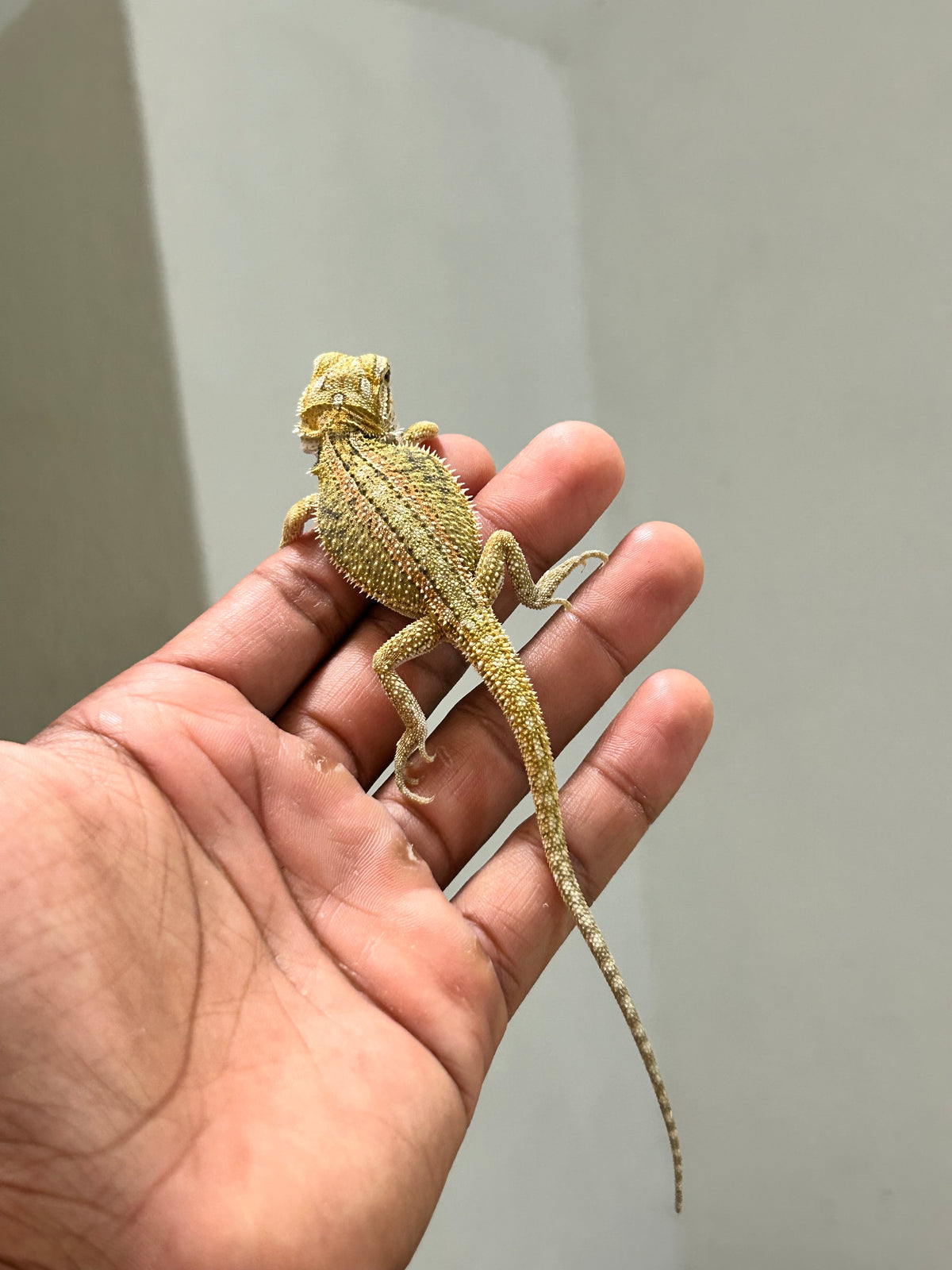 Pogona Citrus hypo dunner hembra