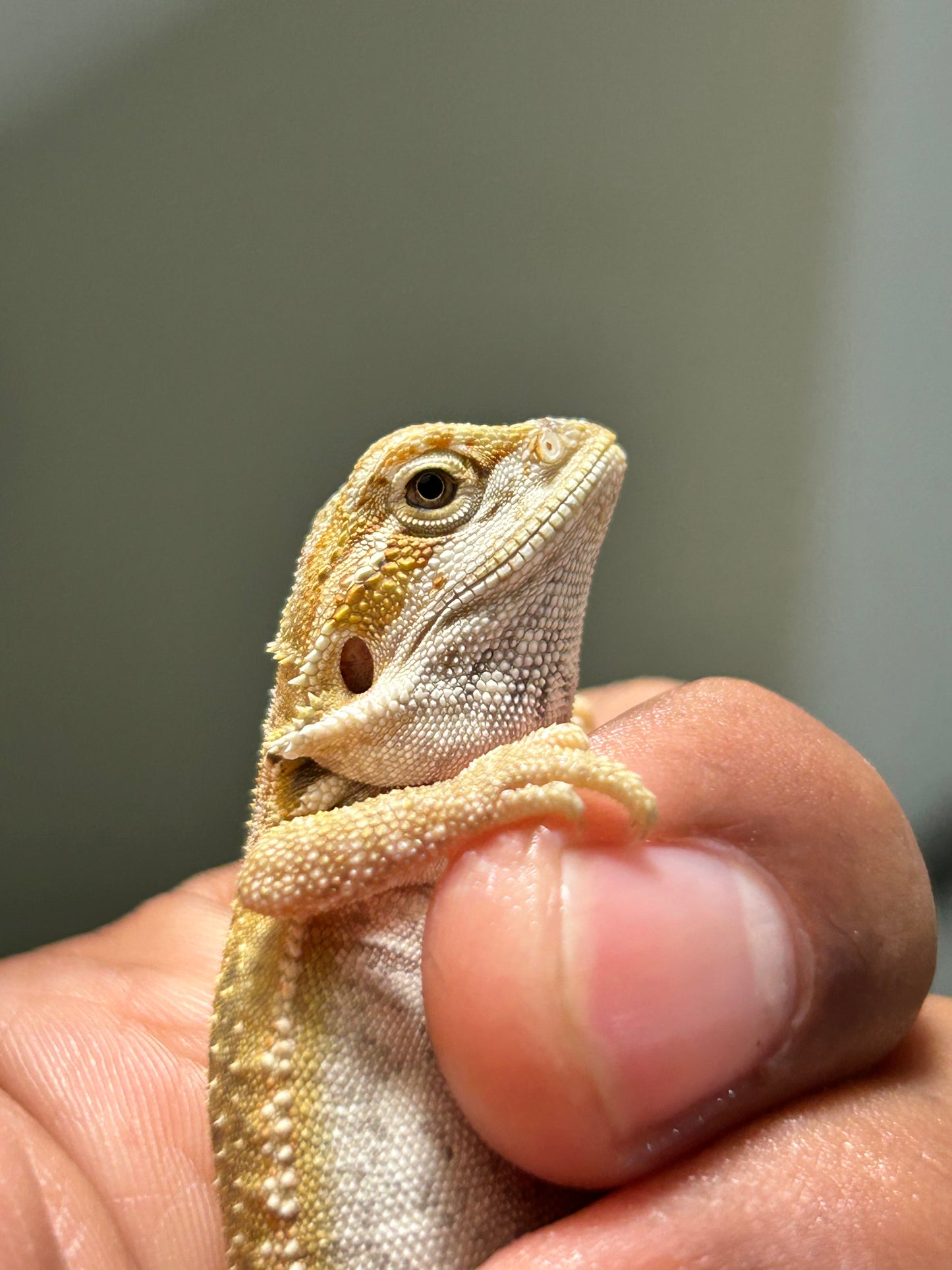 Pogona Citrus hypo leatherback dunner hembra