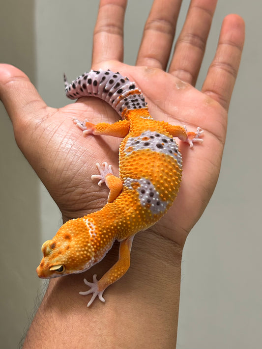 Gecko leopardo blood macho