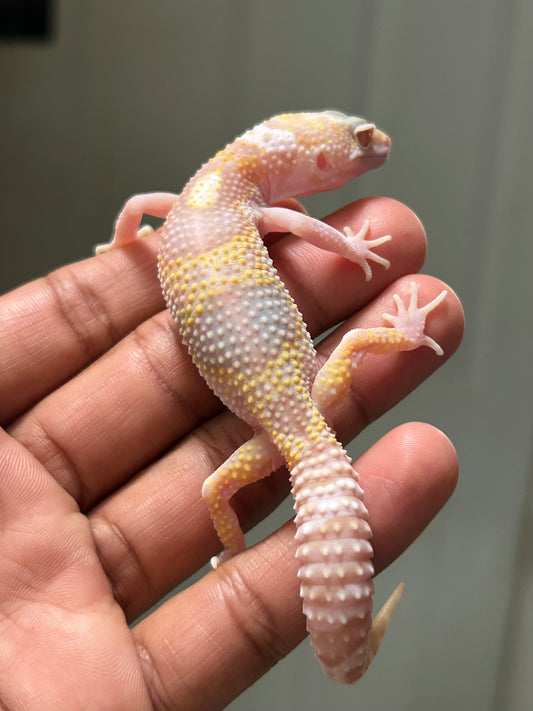 Gecko leopardo Snow tremper macho