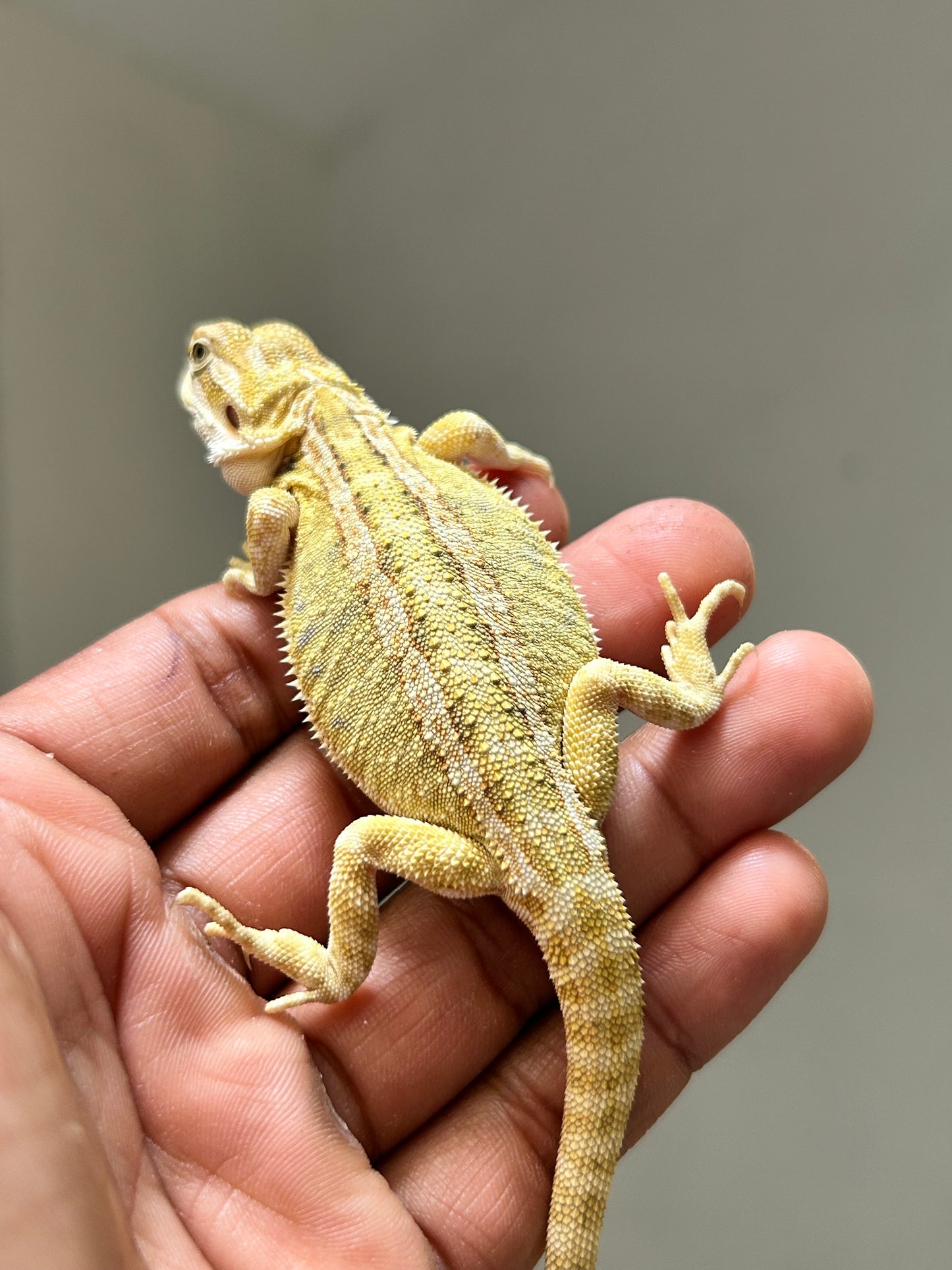 Pogona Citrus Hypo leatherback hembra