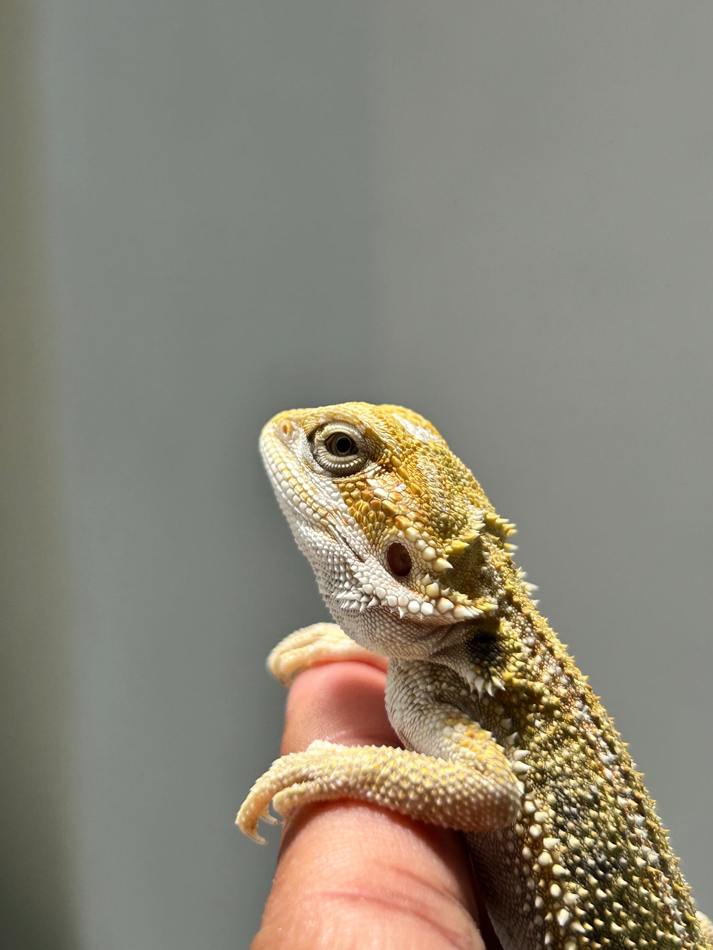 Pogona Citrus hypo hembra
