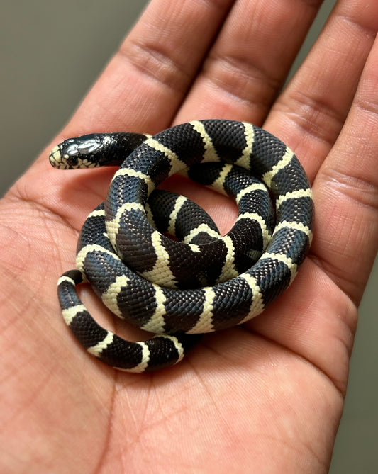 Serpiente rey de california hembra